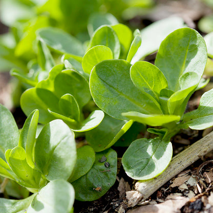 Corn Salad 'Vit' Seeds