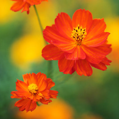 Cosmos sulphureus 'Bright Lights' Seeds