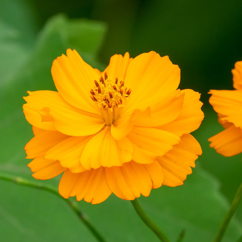 Cosmos sulphureus 'Bright Lights' Seeds