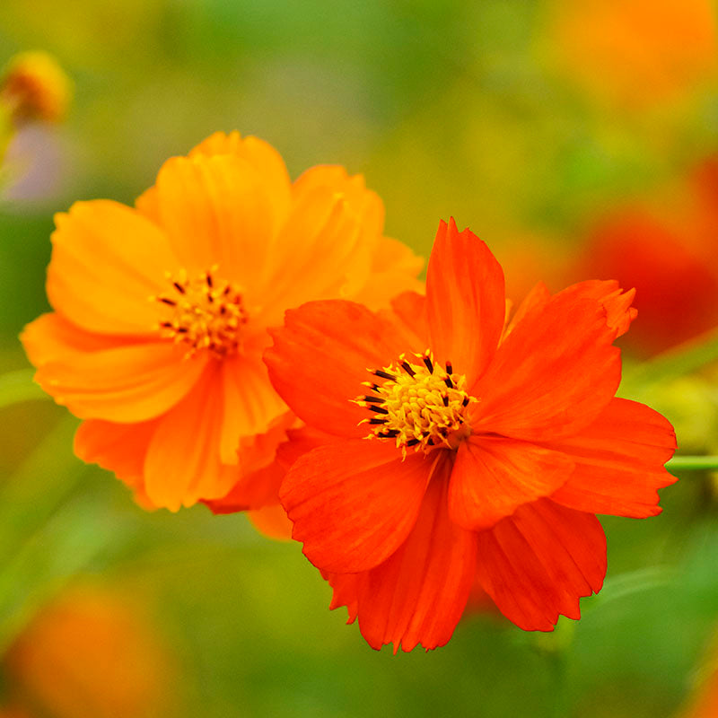 Cosmos sulphureus 'Bright Lights' Seeds