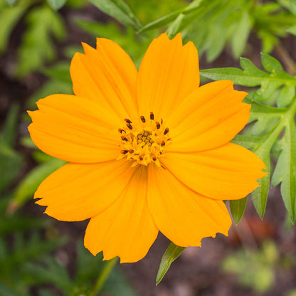 Cosmos sulphureus 'Bright Lights' Seeds