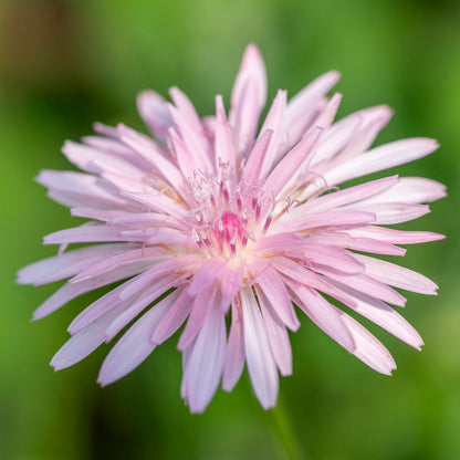 Crepis rubra Seeds