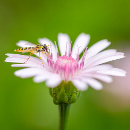 Crepis rubra Seeds