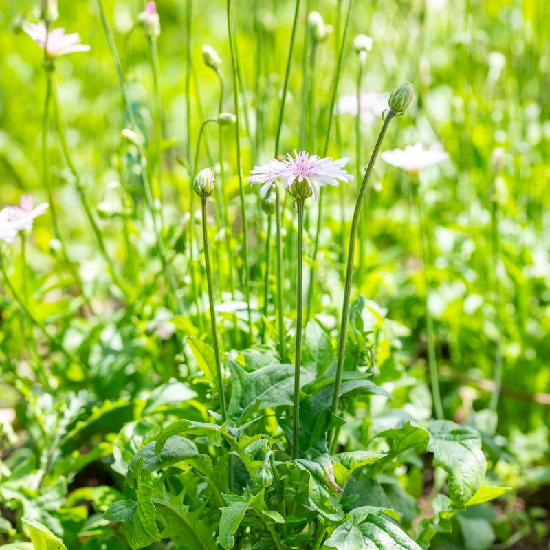 Crepis rubra Seeds