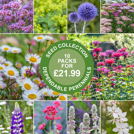 Dependable Perennial Seed Collection