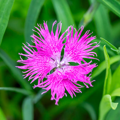 Dianthus superbus Seeds
