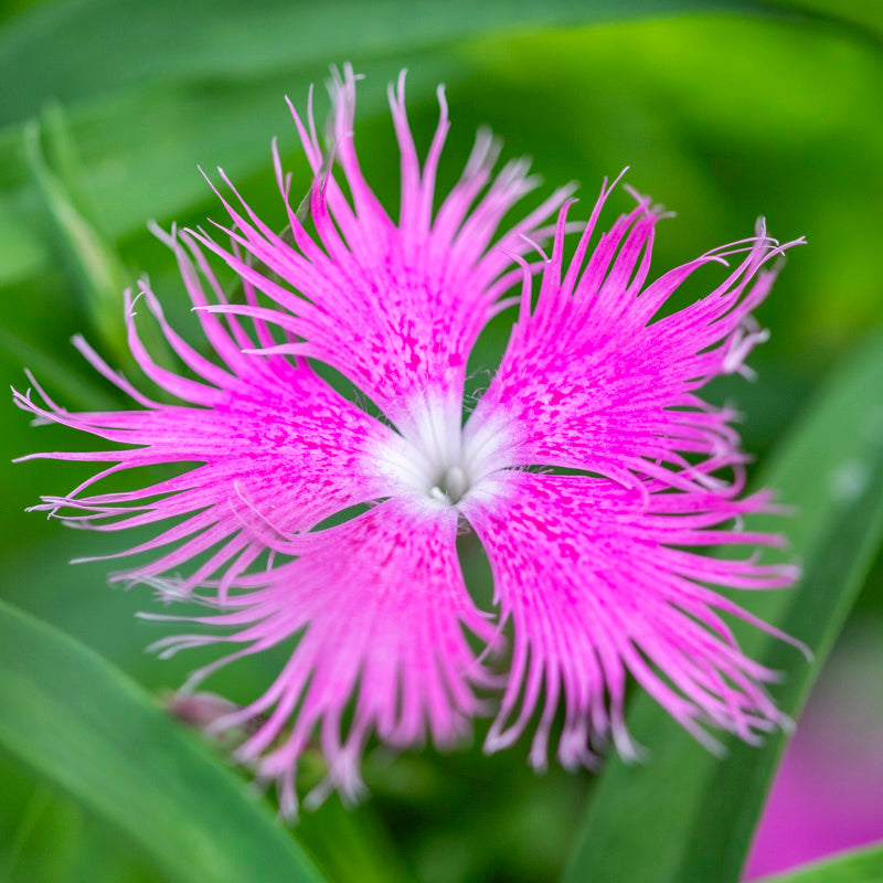 Dianthus superbus Seeds
