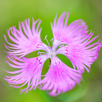 Dianthus superbus Seeds
