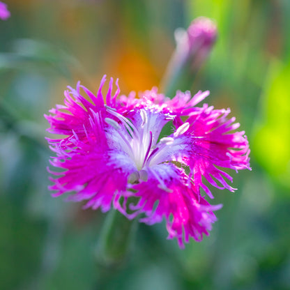 Dianthus superbus Seeds