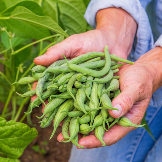 Dwarf French Bean 'Tendergreen' Seeds