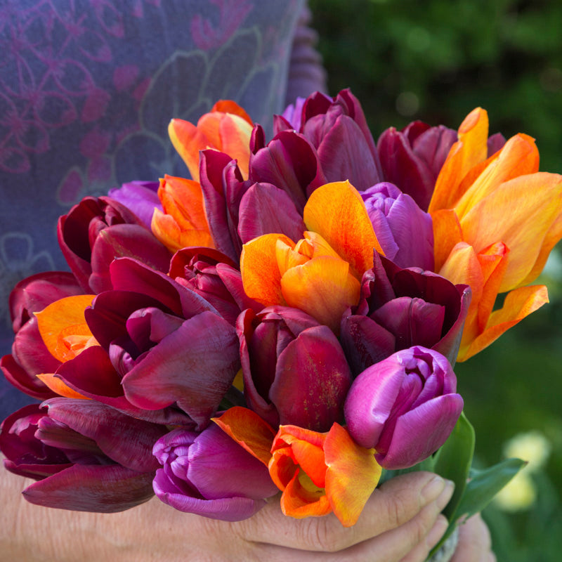 Tangerine & Velvet Tulip Collection