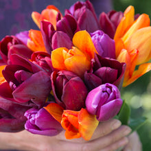 Load image into Gallery viewer, Tangerine &amp; Velvet Tulip Collection
