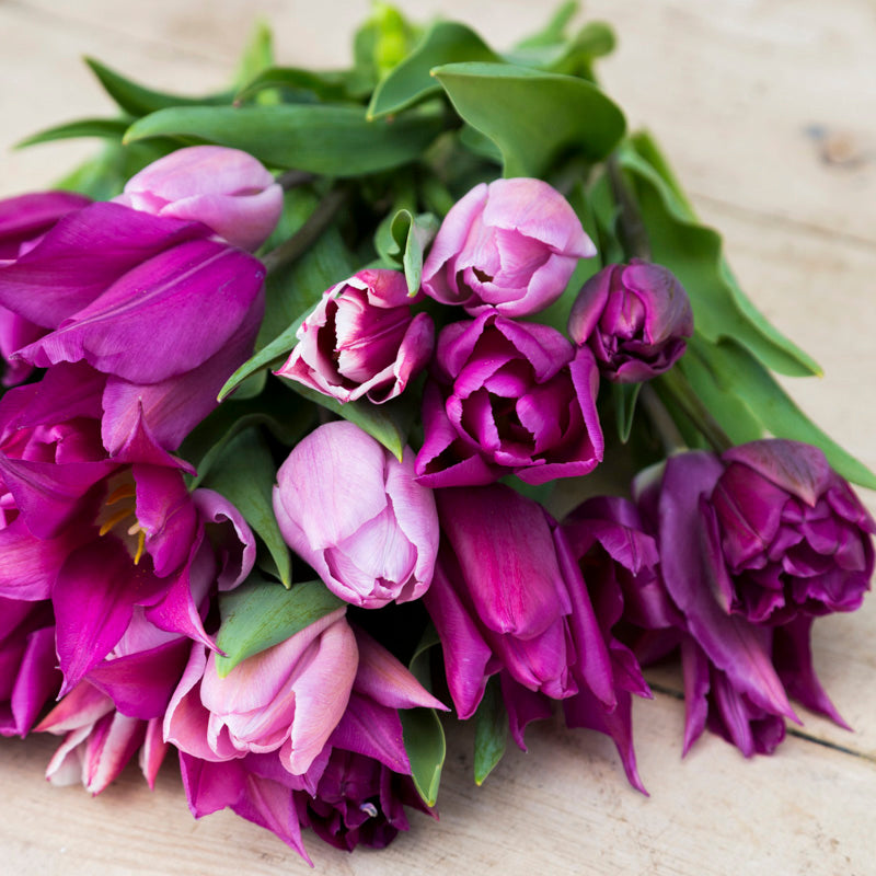 Purple Elegance Tulip Collection