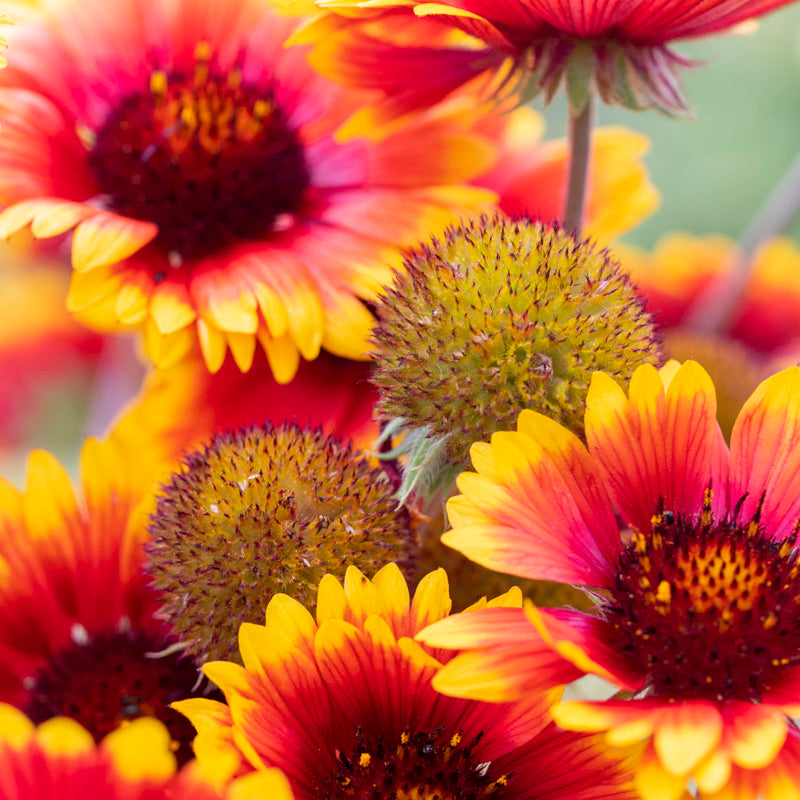 Gaillardia 'Goblin' Seeds