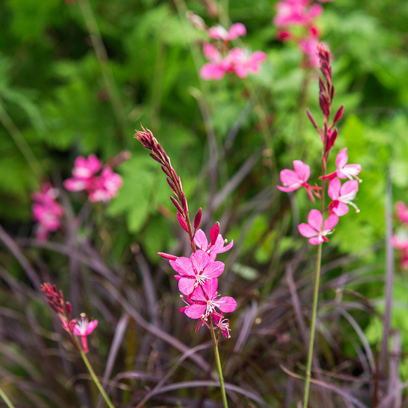 Gaura lindheimeri 'Pink'