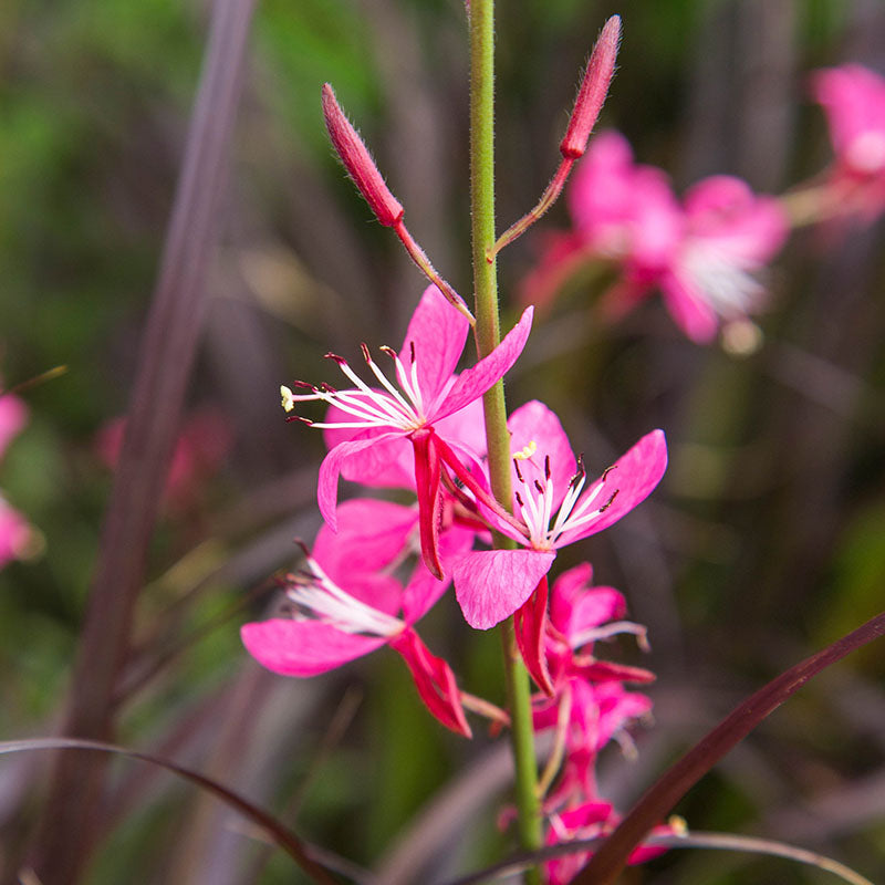 Gaura lindheimeri 'Pink'