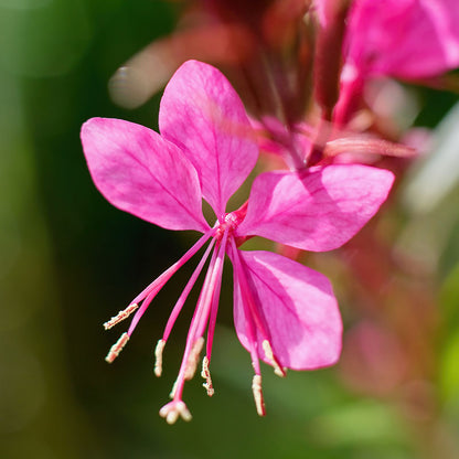 Gaura lindheimeri 'Pink'