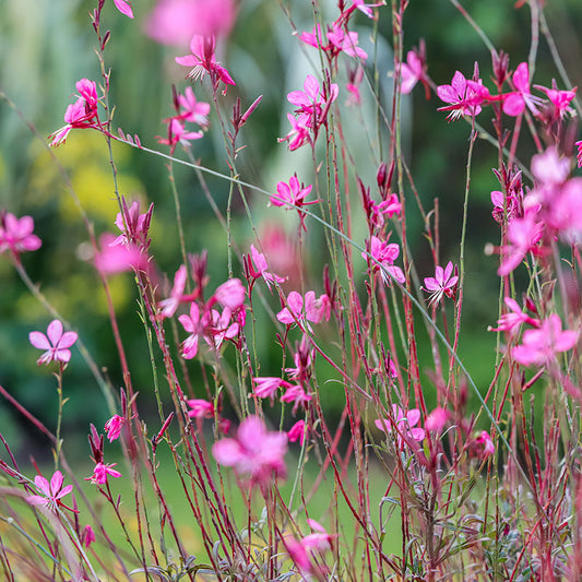 Gaura lindheimeri 'Pink'