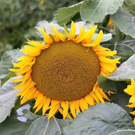 Helianthus 'Mongolian Giant' (Sunflower) Seeds