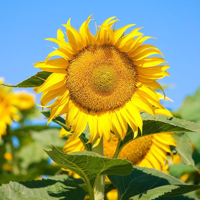 Helianthus 'Yellow Giant' (Sunflower) Seeds