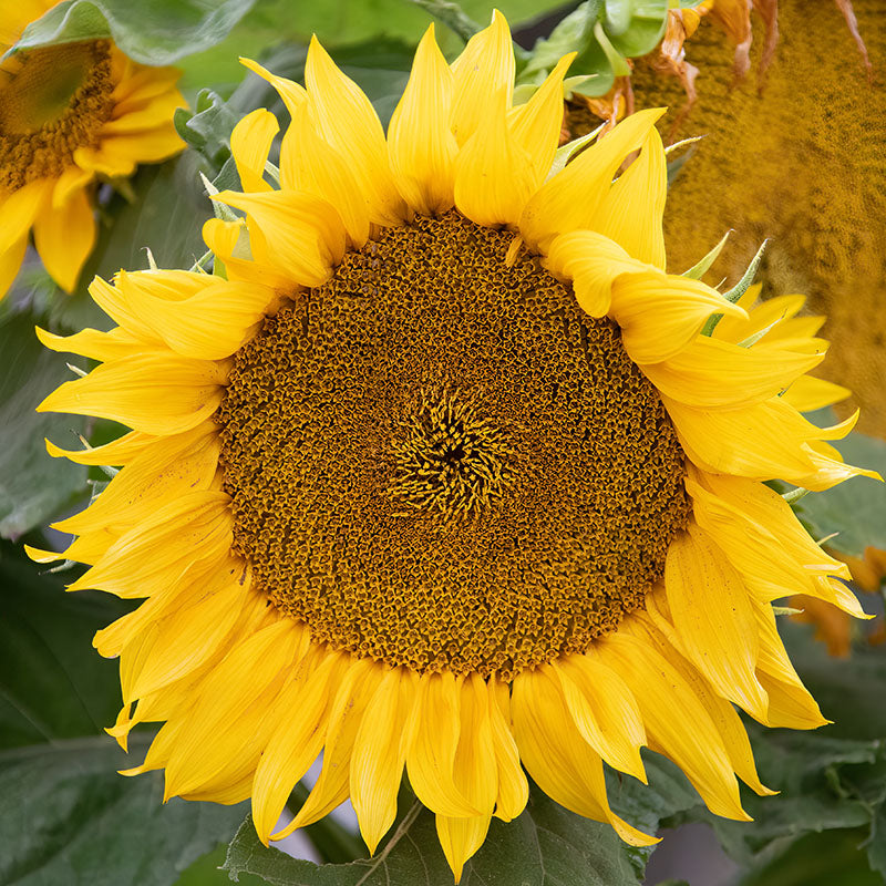 Helianthus 'Yellow Giant' (Sunflower) Seeds