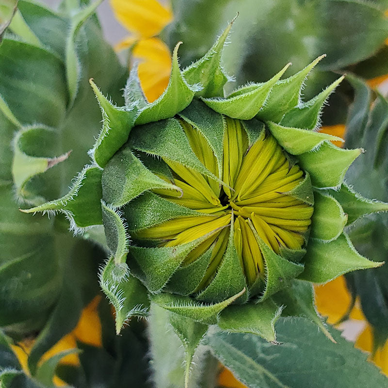 Helianthus 'Yellow Giant' (Sunflower) Seeds