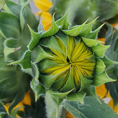 Helianthus 'Yellow Giant' (Sunflower) Seeds