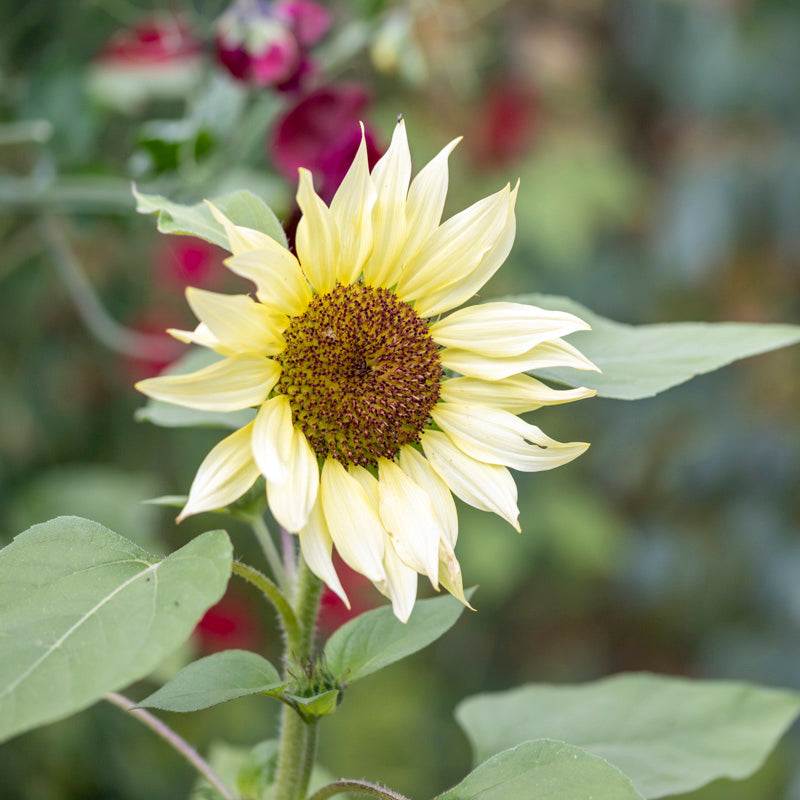 Helianthus 'Vanilla Ice' (Sunflower) Seeds