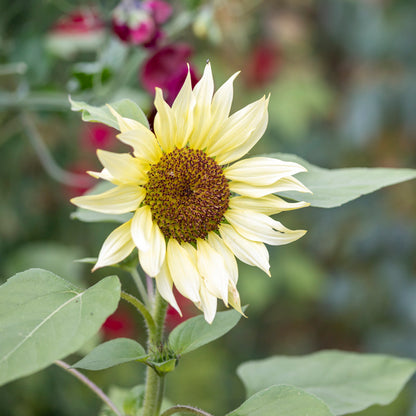 Helianthus 'Vanilla Ice' (Sunflower) Seeds
