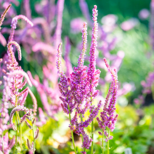 Limonium suworowii Seeds