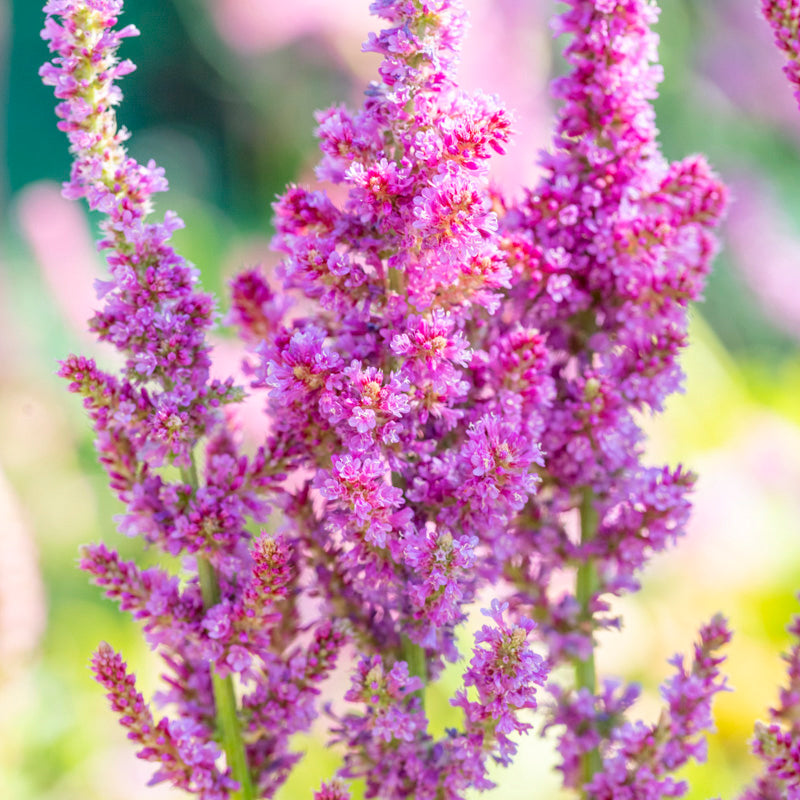 Limonium suworowii Seeds
