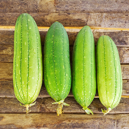 Loofah (Grow Your Own Sponge) Seeds