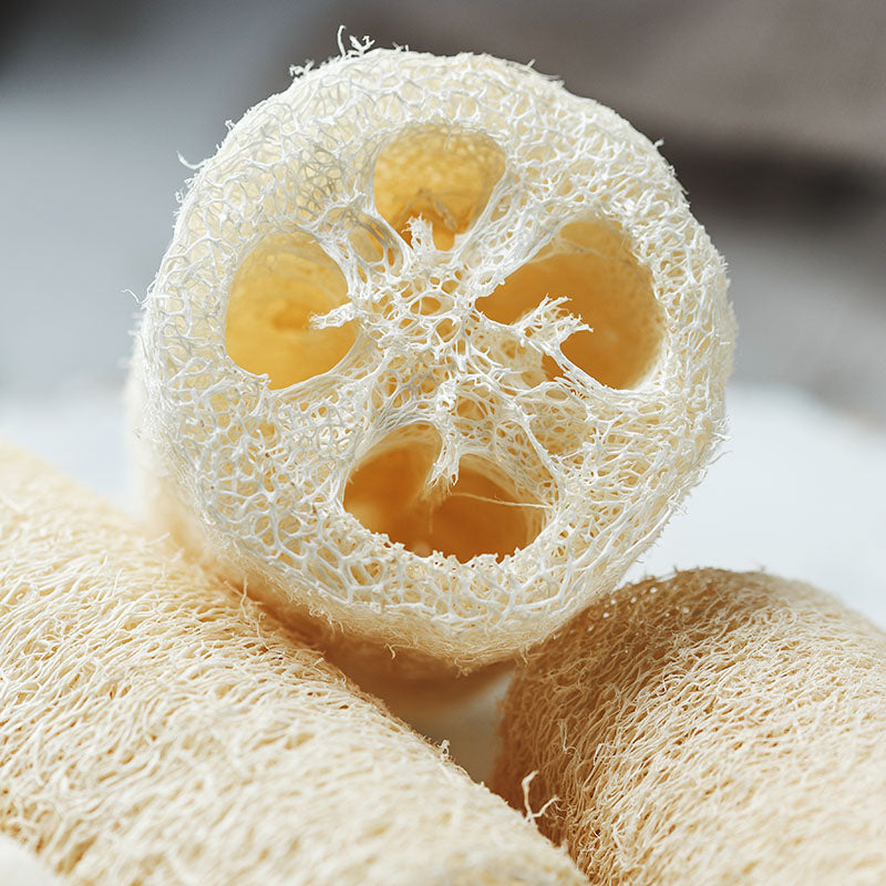Loofah (Grow Your Own Sponge) Seeds
