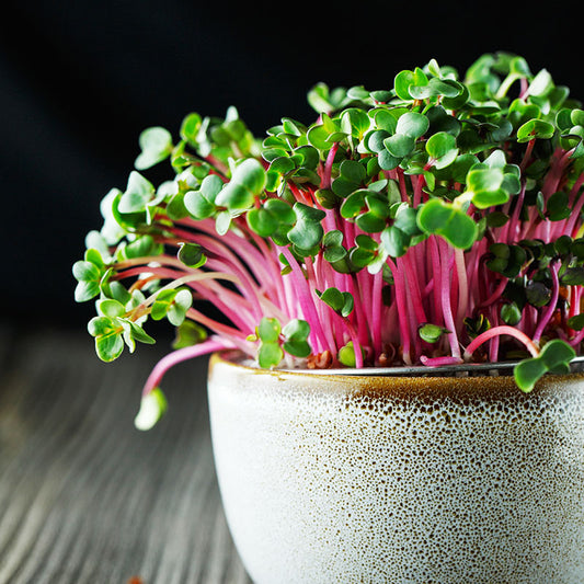 Microgreens - Radish Seeds
