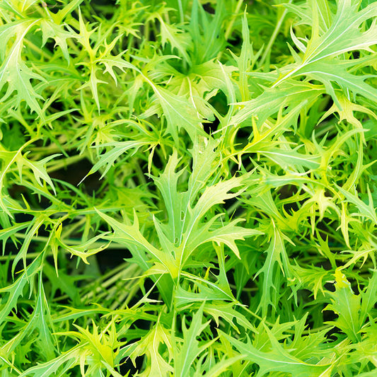 Mustard 'Golden Streaks' Seeds