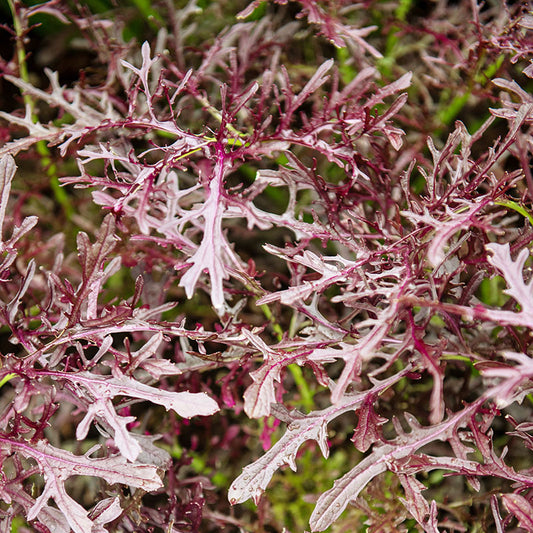 Mustard 'Red Frills' Seeds