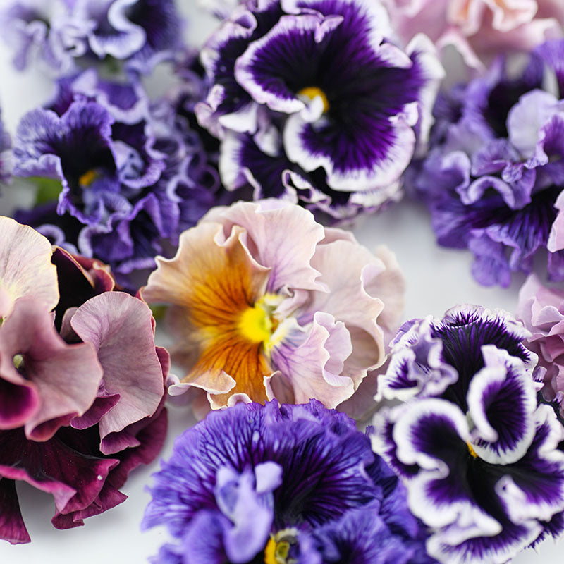Pansy 'Rococo Mixed' Seeds