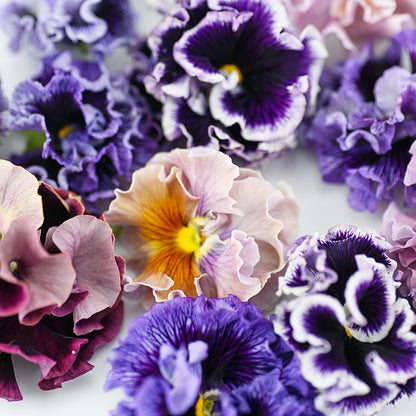 Pansy 'Rococo Mixed' Seeds