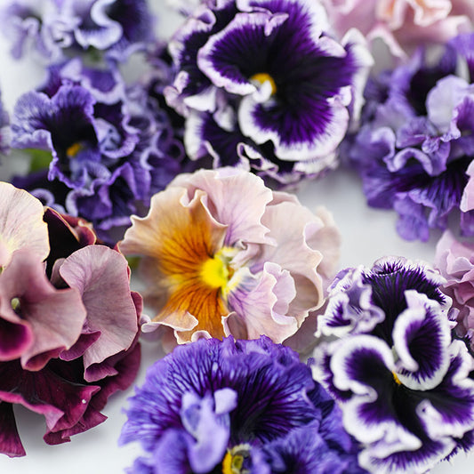 Pansy 'Rococo Mixed' Seeds