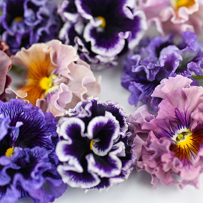 Pansy 'Rococo Mixed' Seeds