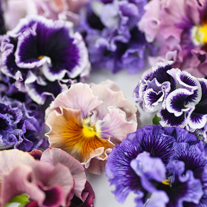 Pansy 'Rococo Mixed' Seeds