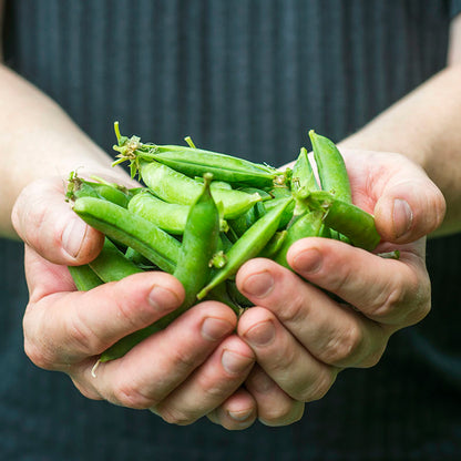 Pea 'Meteor' Seeds