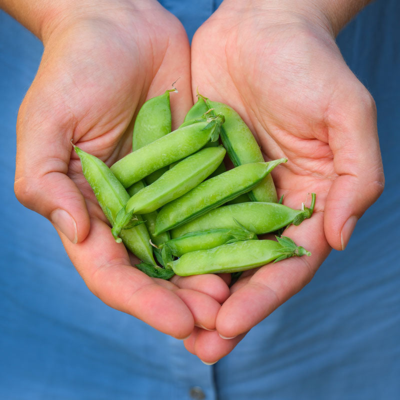Pea 'Meteor' Seeds