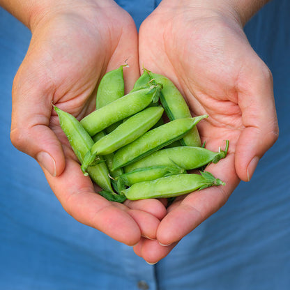 Pea 'Meteor' Seeds