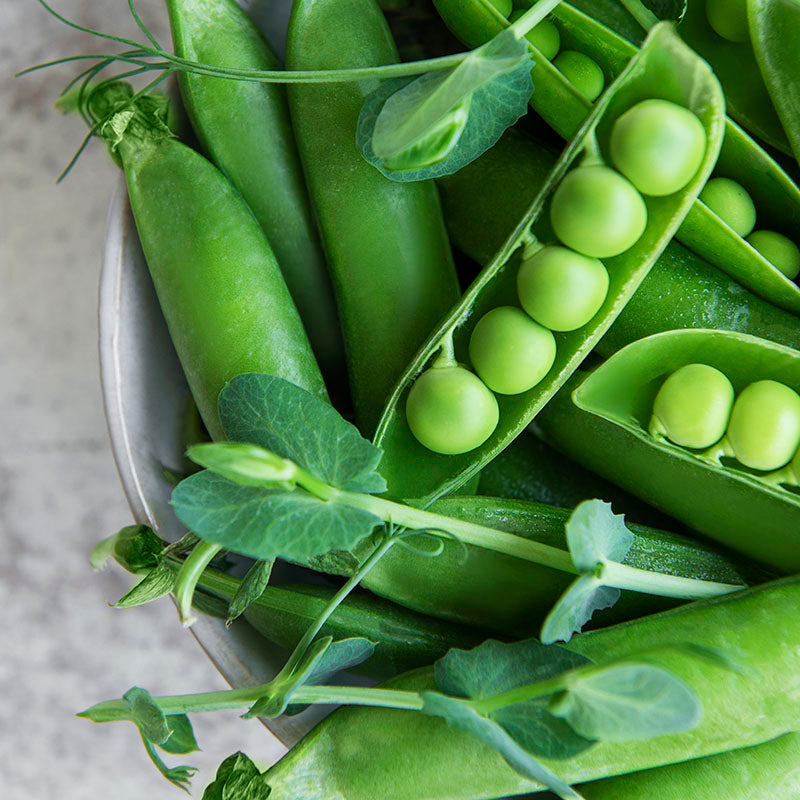 Pea 'Meteor' Seeds