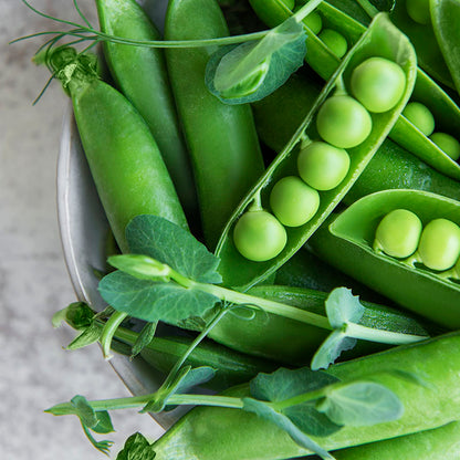 Pea 'Meteor' Seeds
