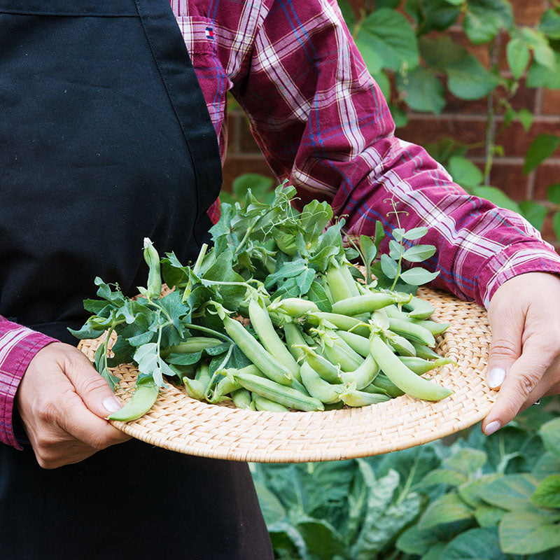 Pea 'Meteor' Seeds