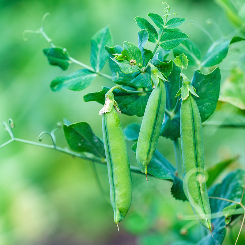 Pea 'Meteor' Seeds