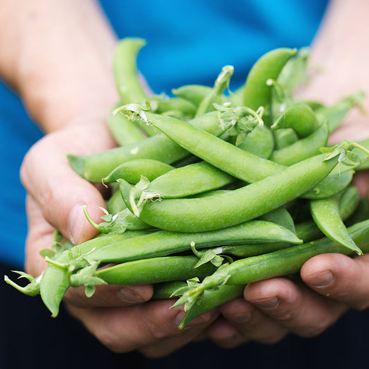 Pea 'Meteor' Seeds