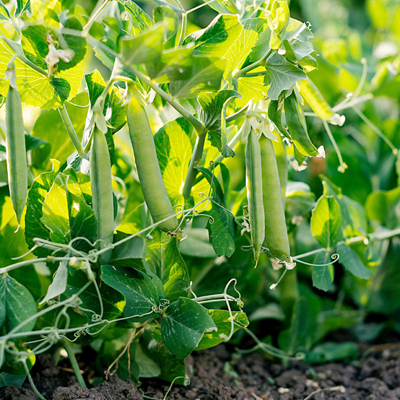 Pea 'Meteor' Seeds
